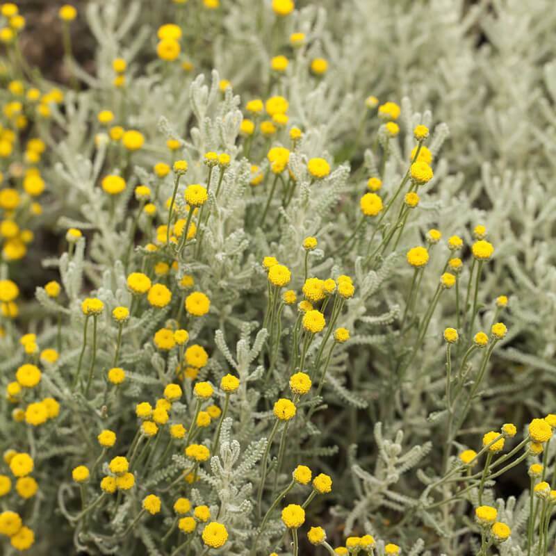 Non-GMO Lavender Cotton seeds for dry landscape gardens
