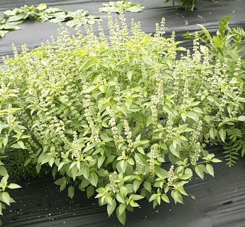 Non-GMO Lime Basil herb seeds for decorative gardens