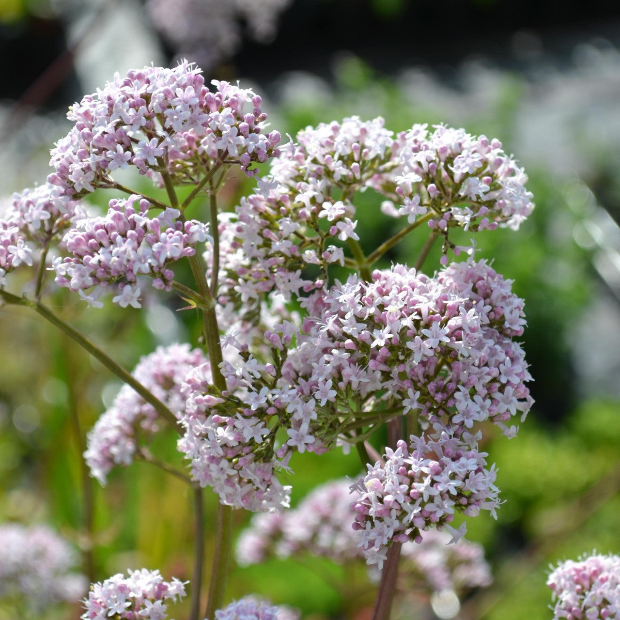 Non-GMO Lubelski Valerian flower seeds for meadows and borders