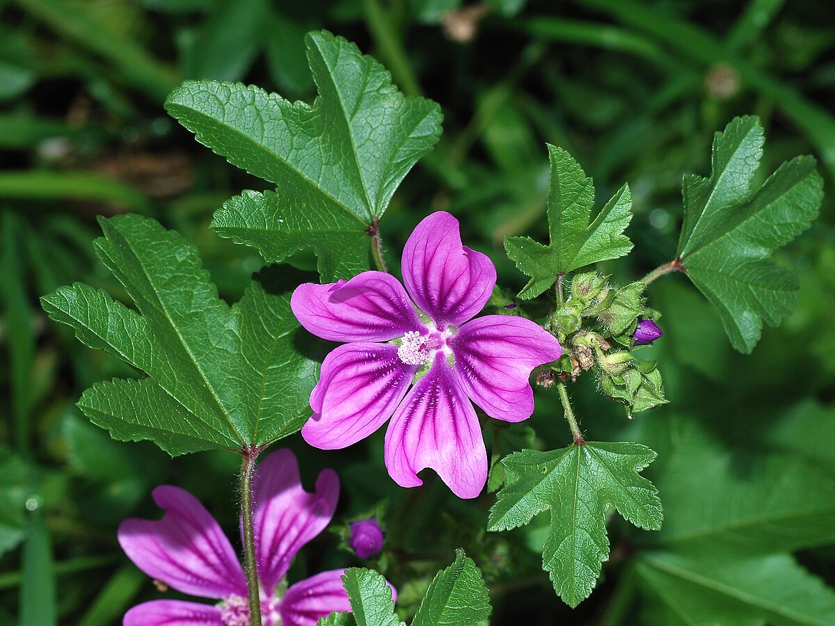 Non-GMO Mallow seeds for cottage and pollinator gardens