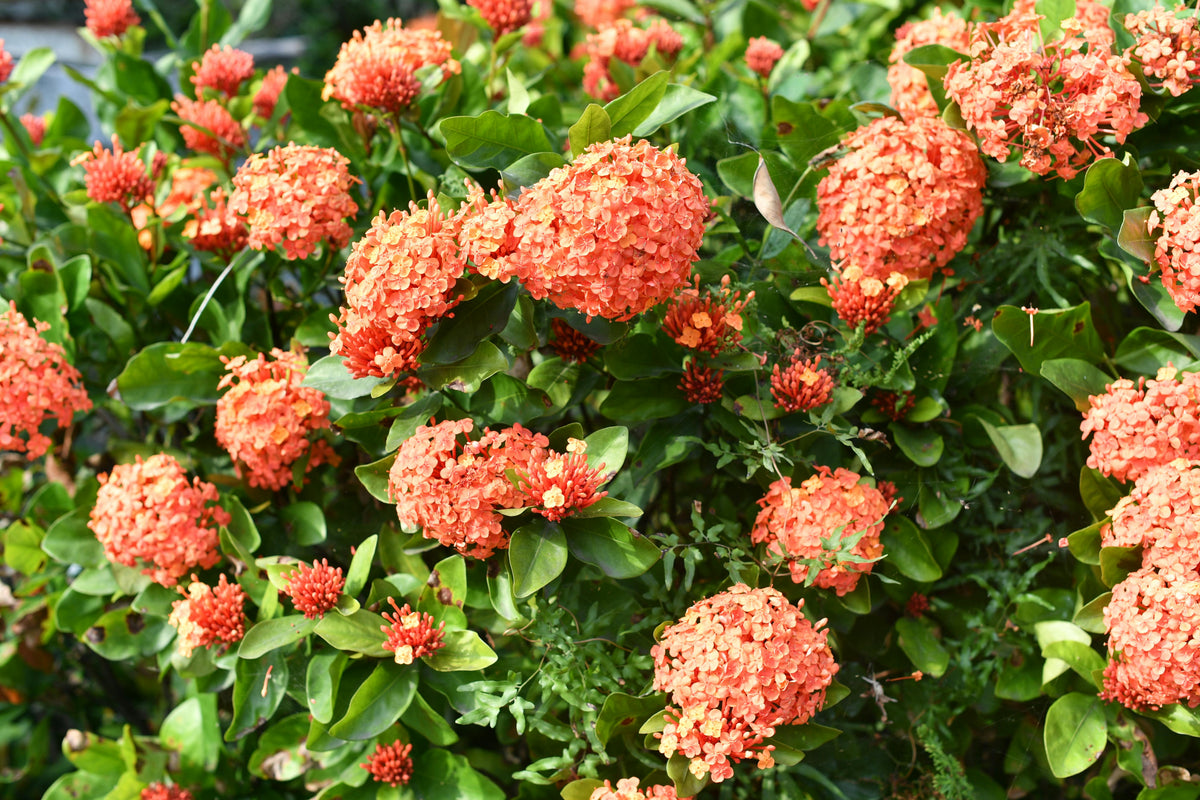 Non-GMO Orange Hydrangea Seeds premium quality for planting