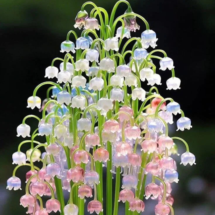 Heirloom Orchid Ball Flower seeds for Planting Compact Growth Heirloom & GMO Free Seeds for Home Garden
