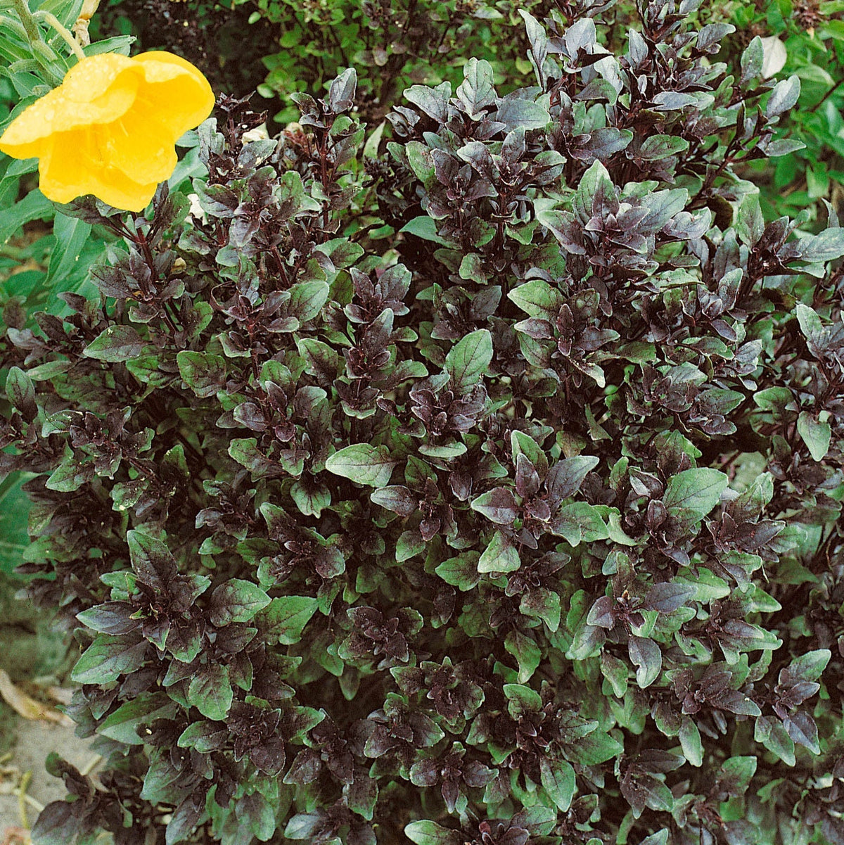 Certified organic non-GMO Corsican Basil seeds