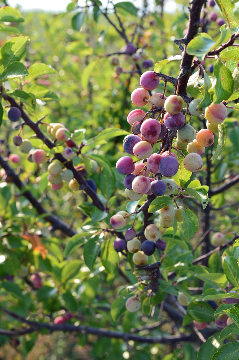 Non-GMO plum seeds coastal shrub drought-tolerant variety