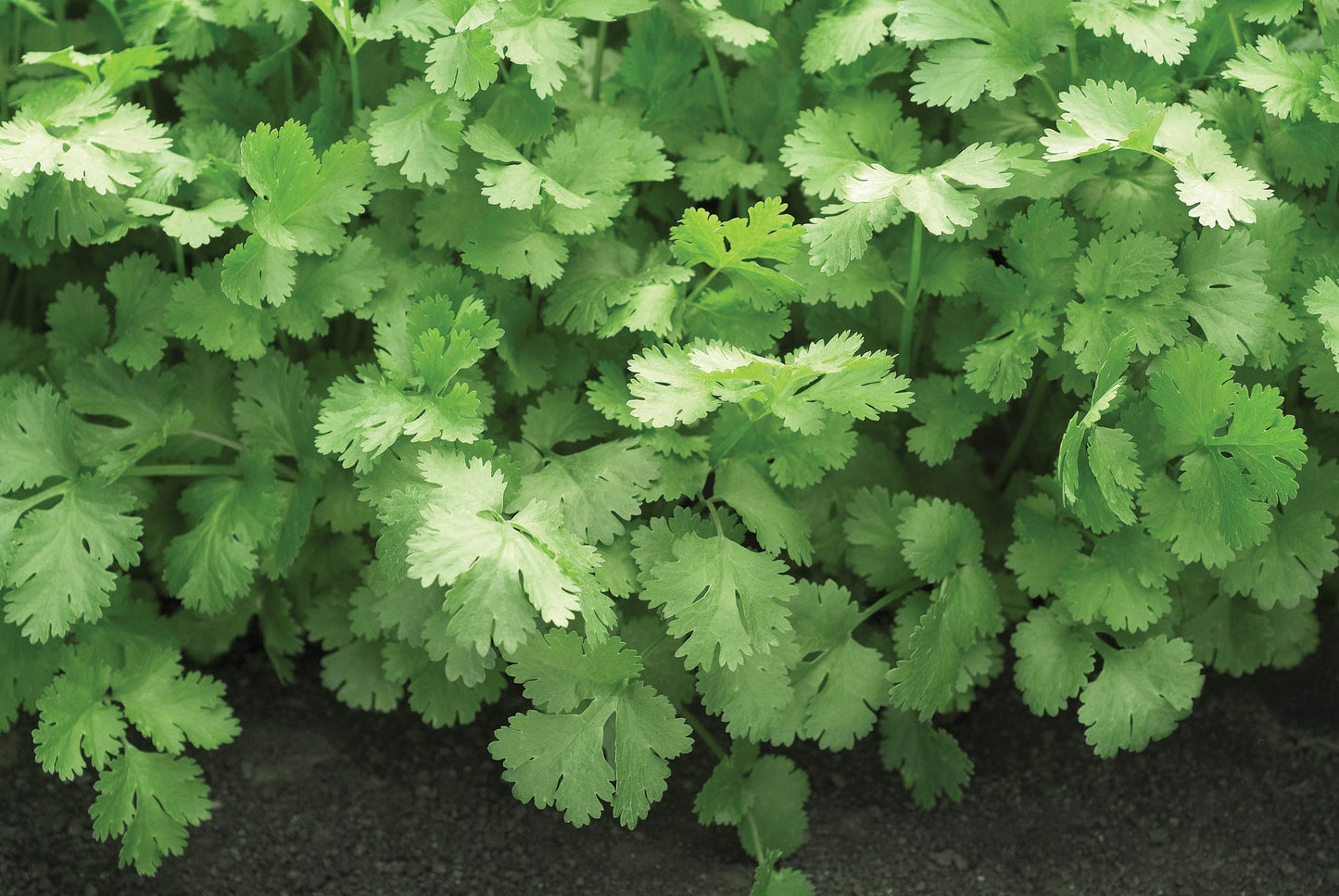 Non-GMO Santo Cilantro seeds for outdoor gardening