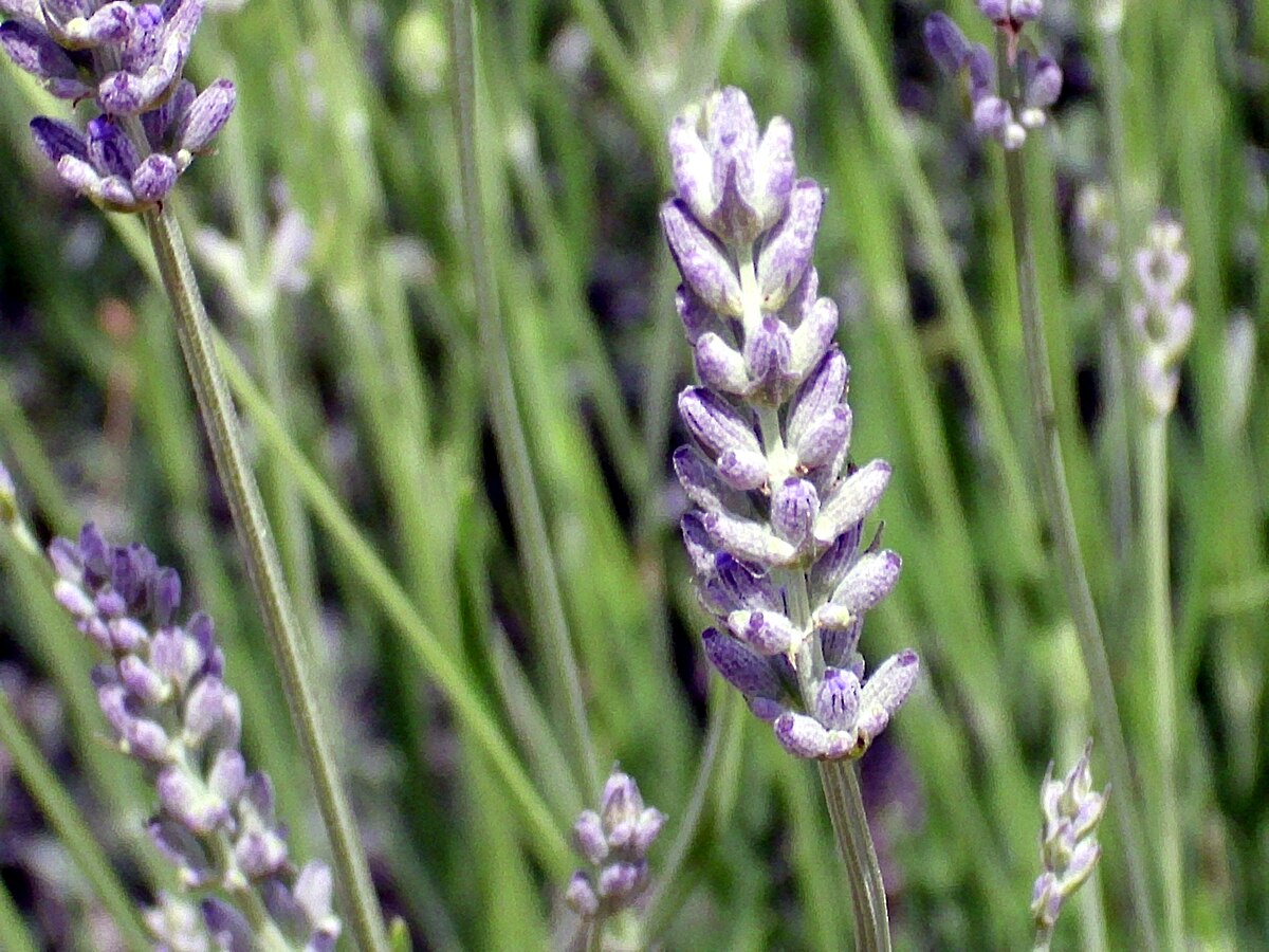 Non-GMO Spike Lavender flower seeds for dry landscapes