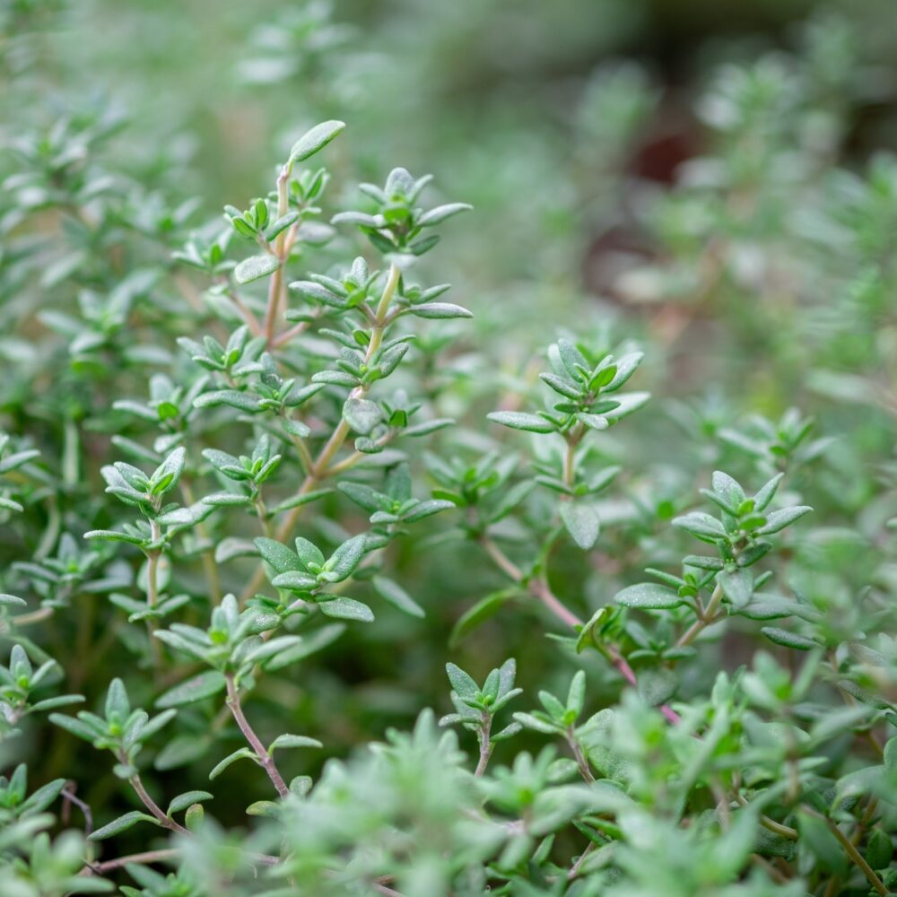 Non-GMO Thyme seeds for pollinator and groundcover gardens