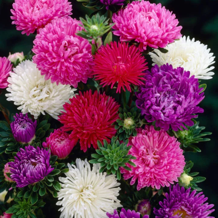 Non-GMO White Maroon Aster Seeds for Gardening