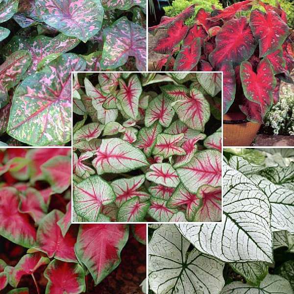 Teal Mix Caladium Flower seeds for Planting - Bright Blooms, Heirloom & GMO Free Seeds for Home Garden