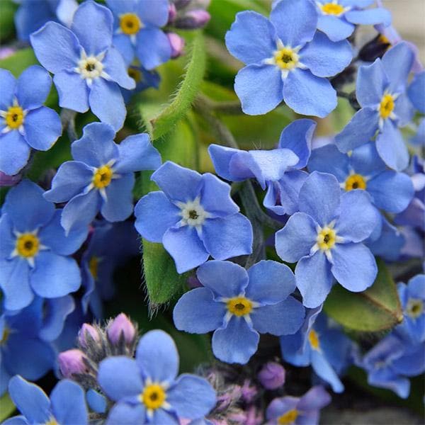 Myosotis Sylvia Flower seeds for Planting Premium Quality Heirloom & GMO Free Seeds for Home Garden