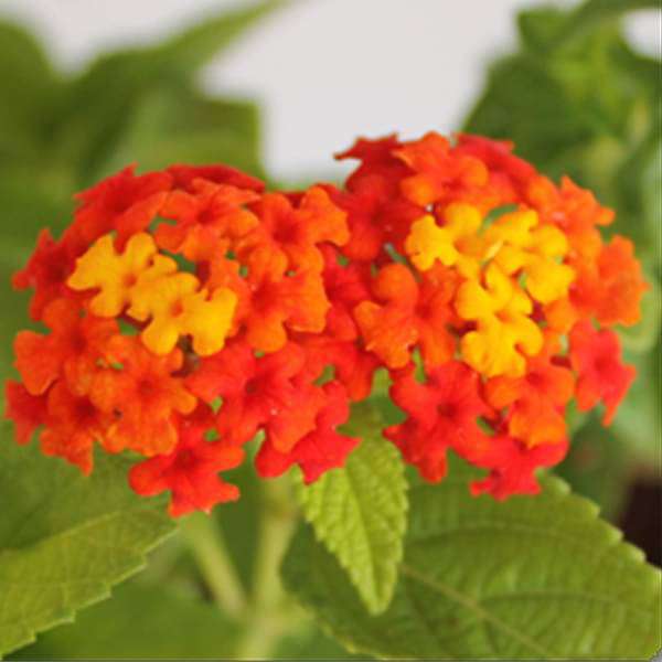 Heirloom Camara Flower seeds for Planting Garden Favorite Heirloom & GMO Free Seeds for Home Garden
