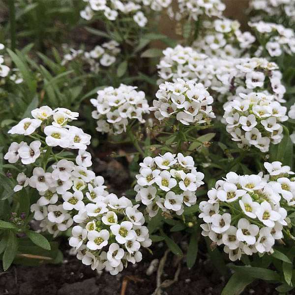 Alyssum Flower seeds for Planting Cut Flower Favorite Heirloom & GMO Free Seeds for Home Garden