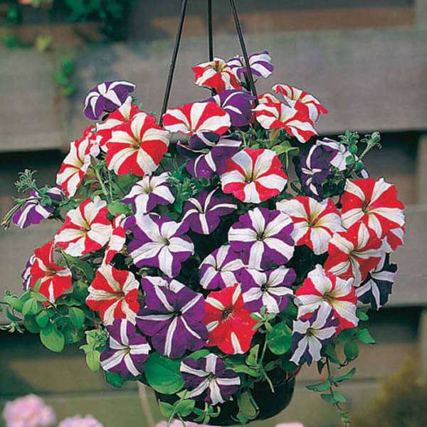 Ultra Star Petunia Violacea Flower seeds for Planting Vibrant Colors Heirloom & GMO Free Seeds for Home Garden
