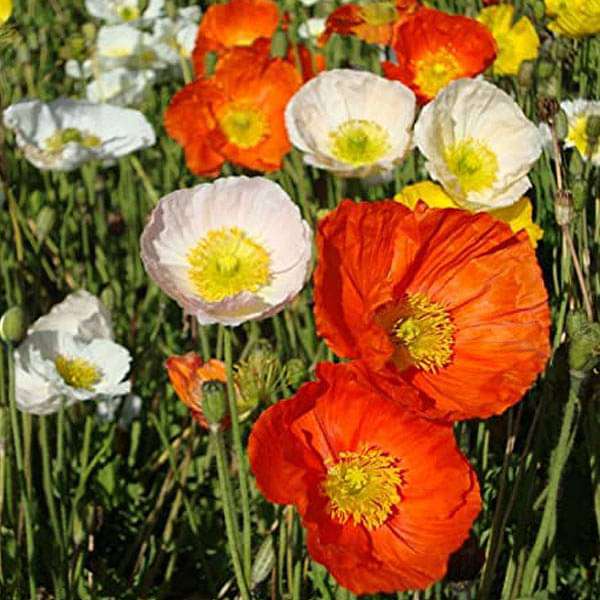 Nudicaule Flower seeds for Planting Fragrant Blossoms Heirloom & GMO Free Seeds for Home Garden