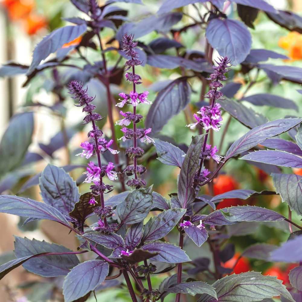 Lavender-pink flowers on Krishna Tulsi Basil grown from seeds