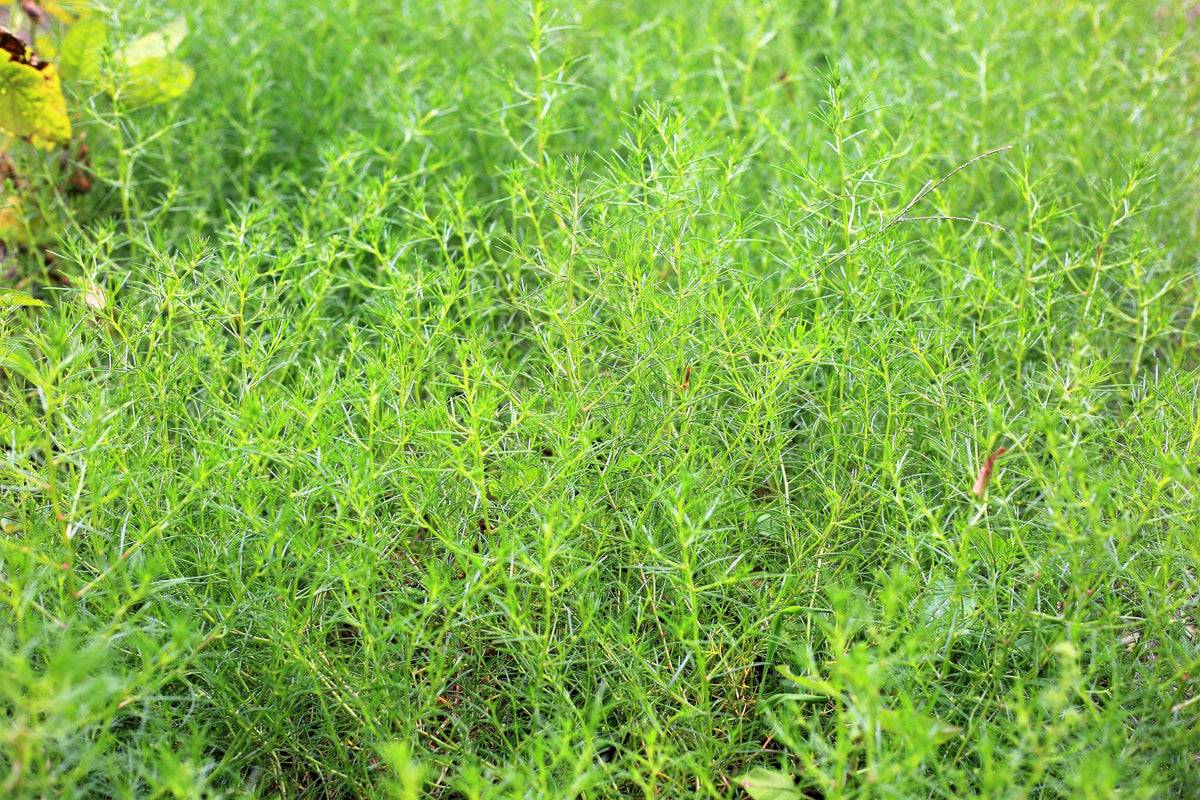 Freshly harvested Saltwort Okahijiki leaves
