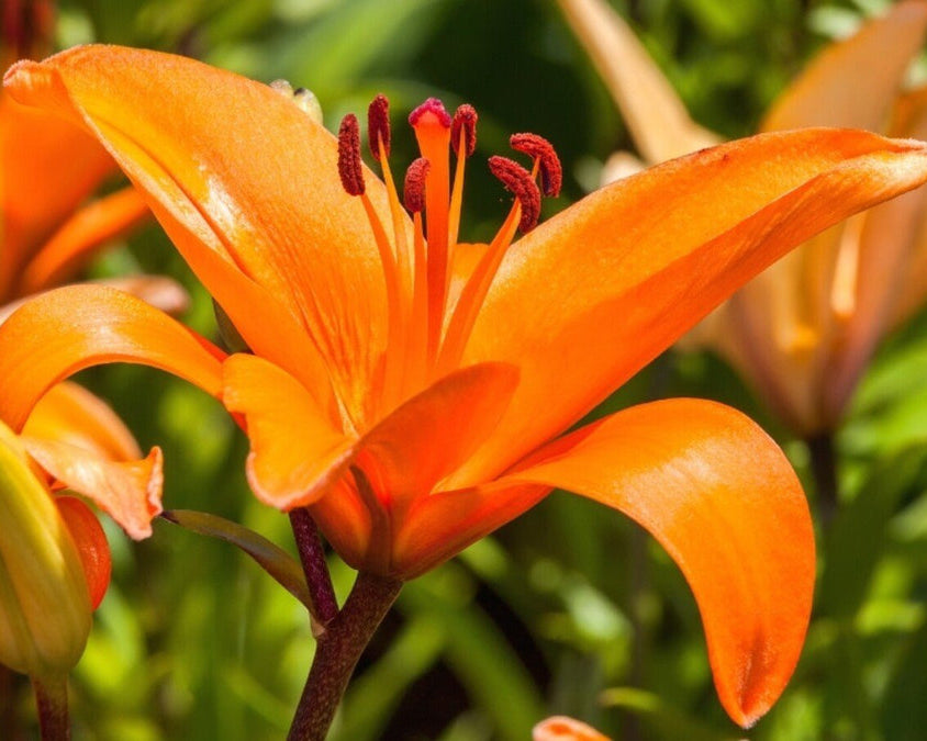 Lilium Flower seeds for Planting Garden Favorite Heirloom & GMO Free Seeds for Home Garden
Sale for planting in home garden