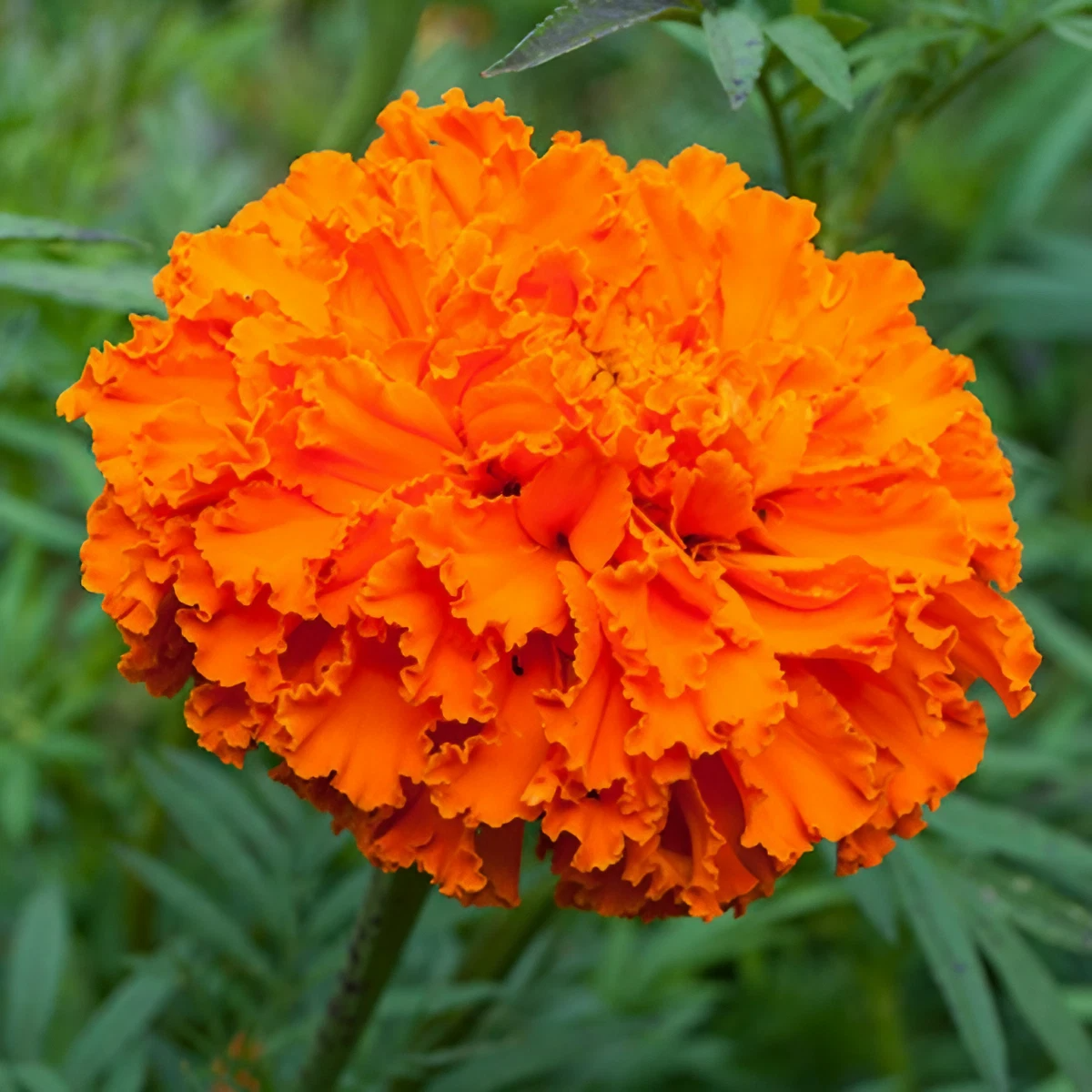 Marigold Flower seeds for Planting Drought Tolerant Heirloom & GMO Free Seeds for Home Garden
