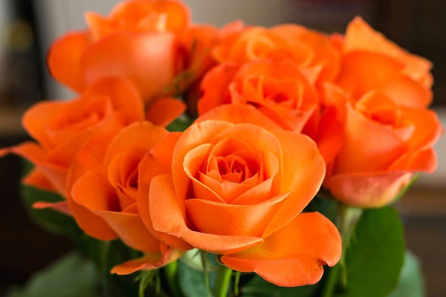 Healthy Orange Rose Seedlings Growing