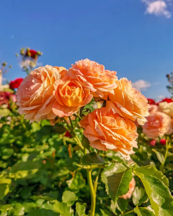 Rose Flower seeds for Planting Low Maintenance Heirloom & GMO Free Seeds for Home Garden