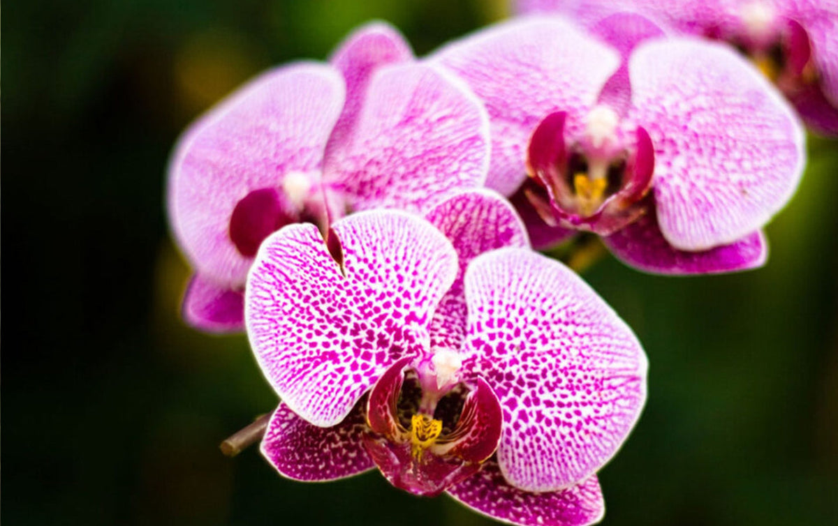 Phalaenopsis Flower seeds for Planting Low Maintenance Heirloom & GMO Free Seeds for Home Garden