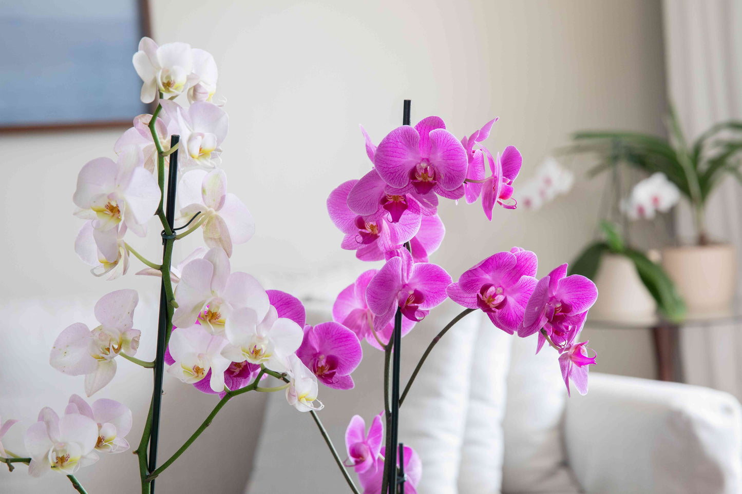 Mixed Orchid Varieties Blooming in Garden