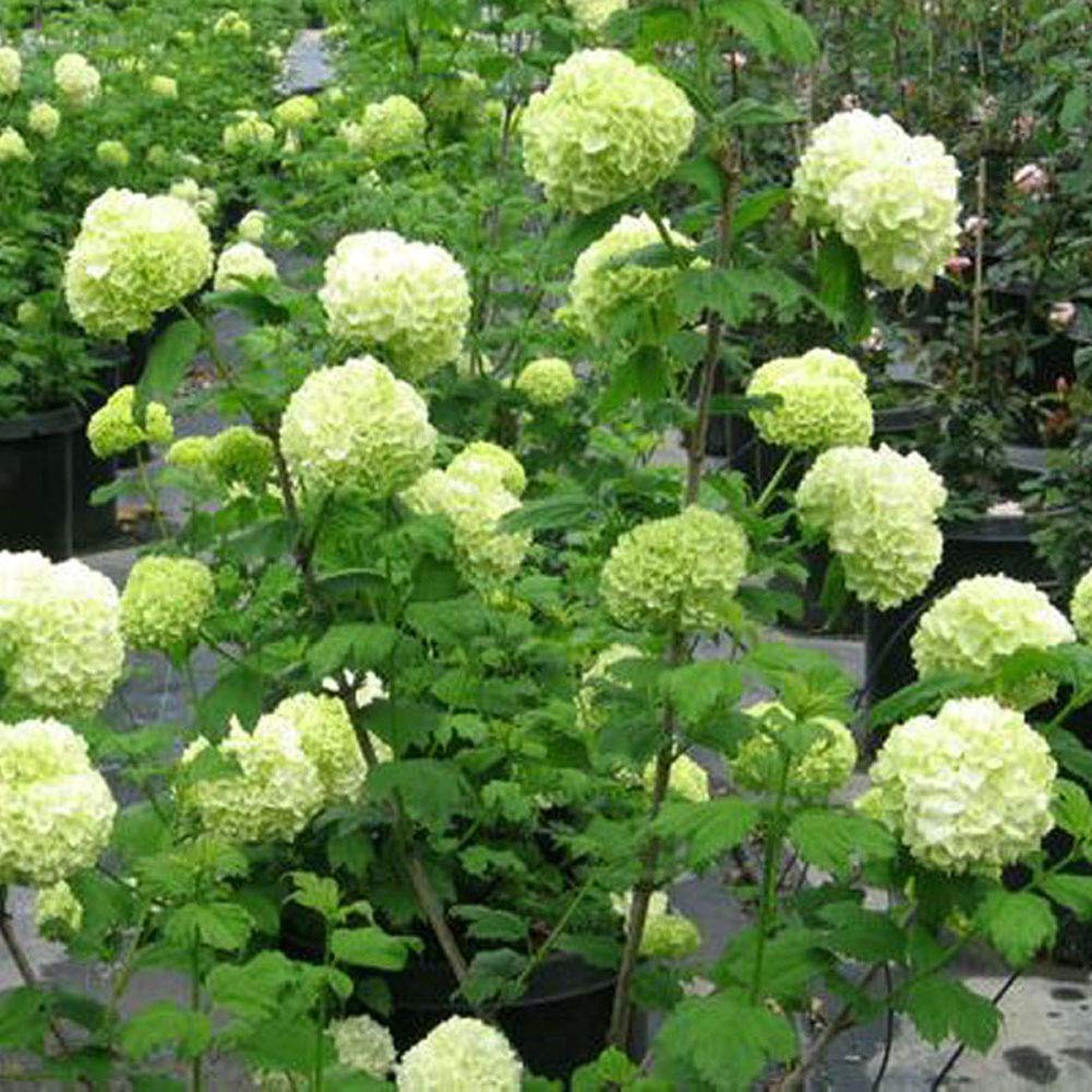 Ornamental Hydrangea flower blooms for landscaping