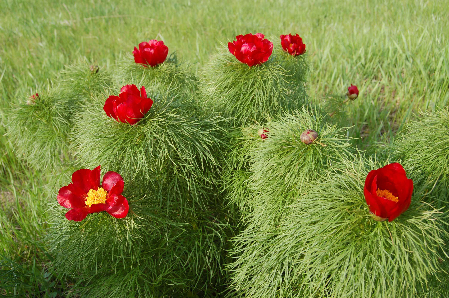 Paeonia Tenuifolia Seedlings Growth and Planting Guide