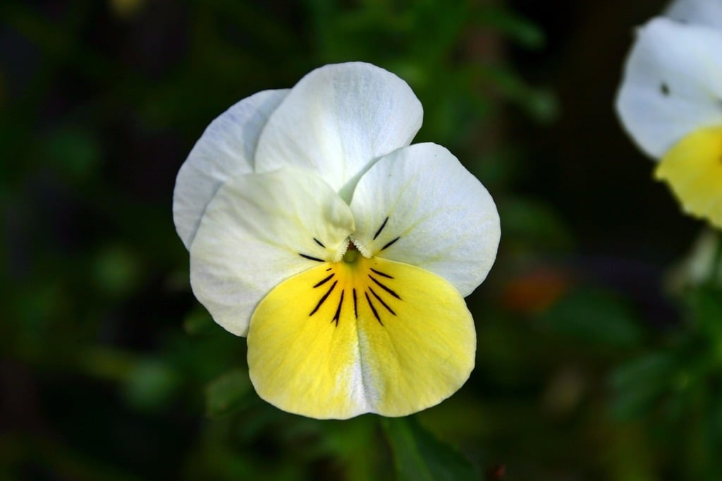 Yellow (Yellow White) seeds for planting in home garden