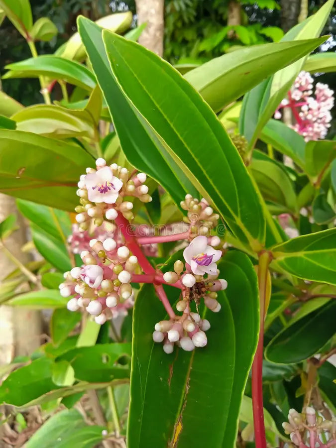 Heirloom Malaysian Orchid Flower seeds for Planting Compact Growth Heirloom & GMO Free Seeds for Home Garden