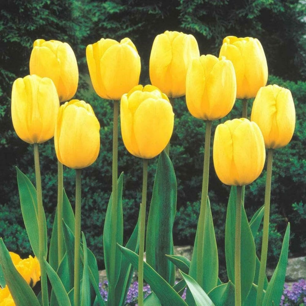 Yellow Tulip Planting Seeds For Gardening