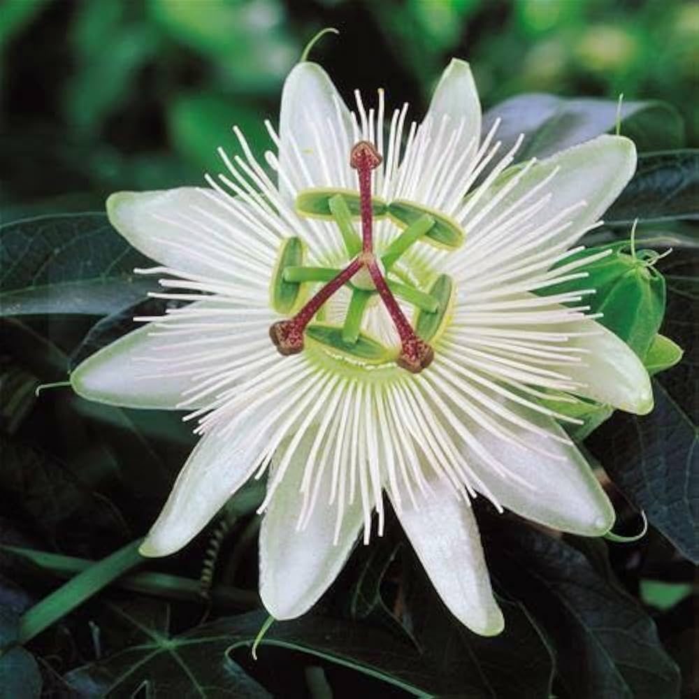Passion Flower Seeds for Garden Landscaping and Décor