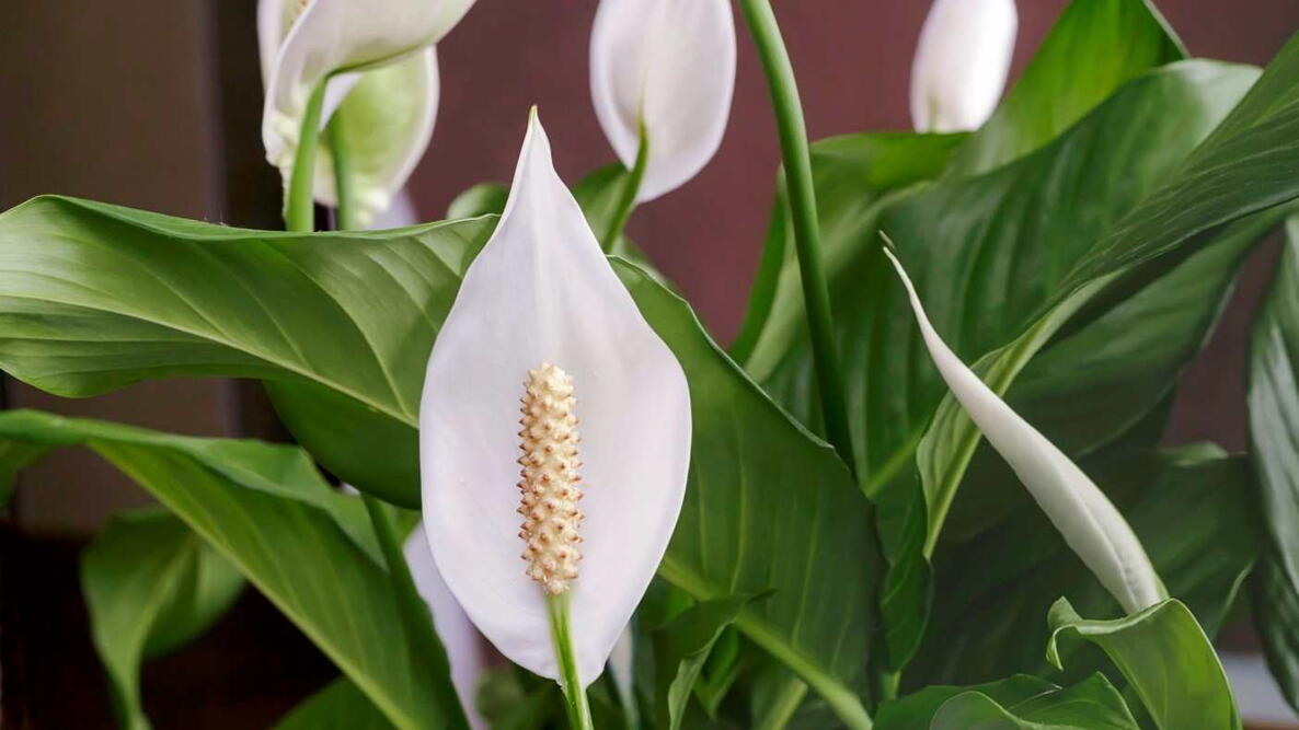 Peace Lily Flower seeds for Planting - Drought Tolerant, Heirloom & GMO Free Seeds for Home Garden