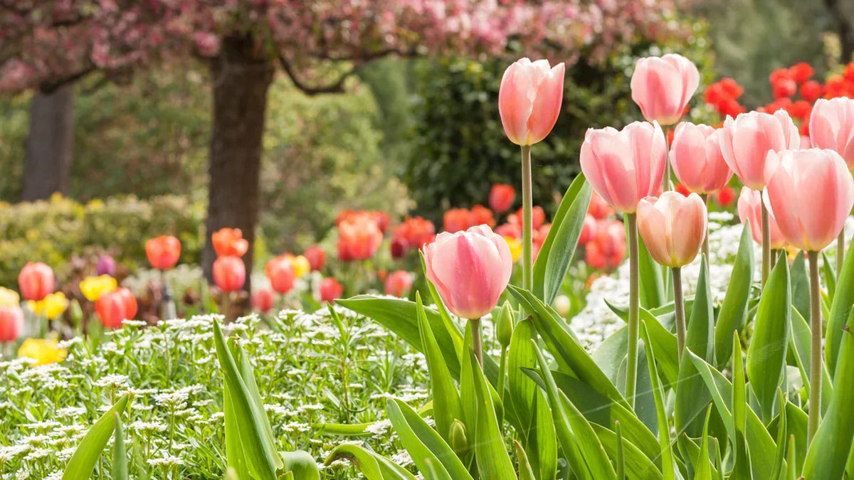 Peach Tulip Flowers Blooming in Garden Bed