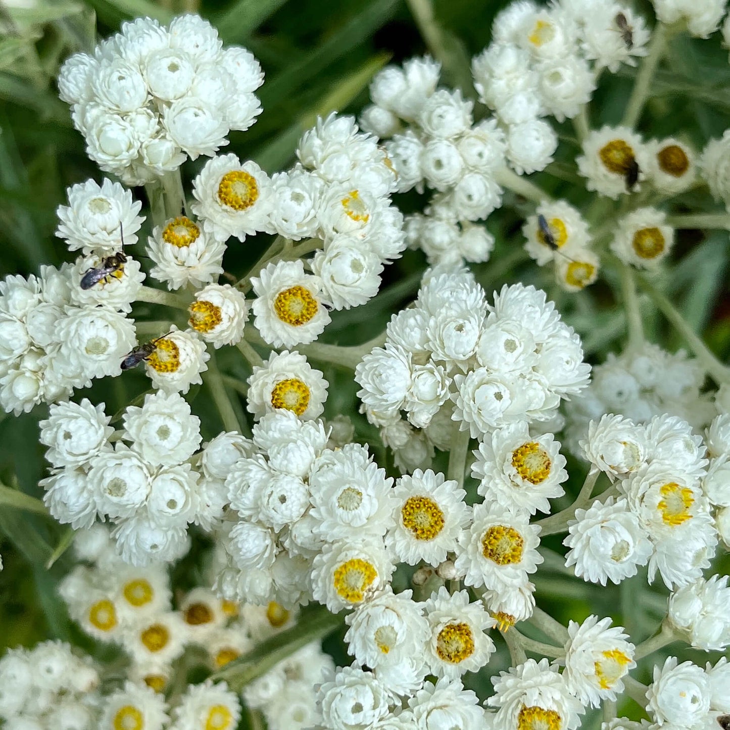 Mature Pearly Everlasting Plant with White Flowers
