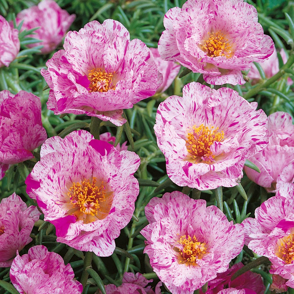 Sundial Peppermint Flower seeds for Planting Premium Quality Heirloom & GMO Free Seeds for Home Garden