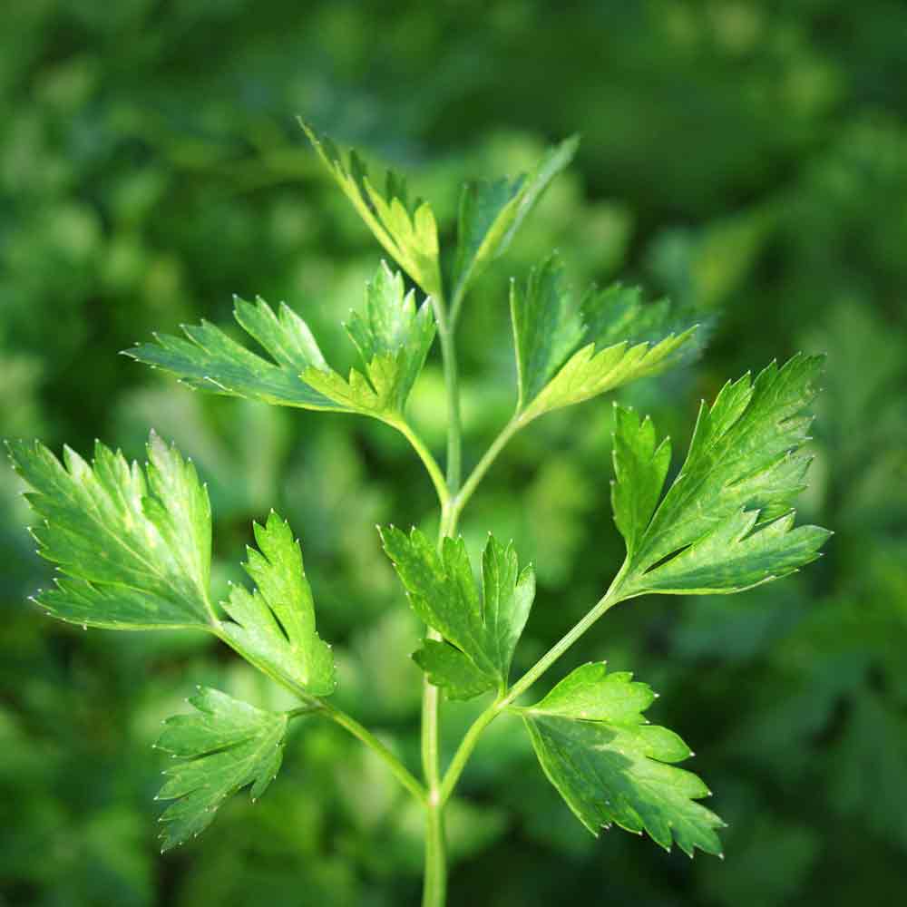 Petroselinum Neapolitanum parsley seeds