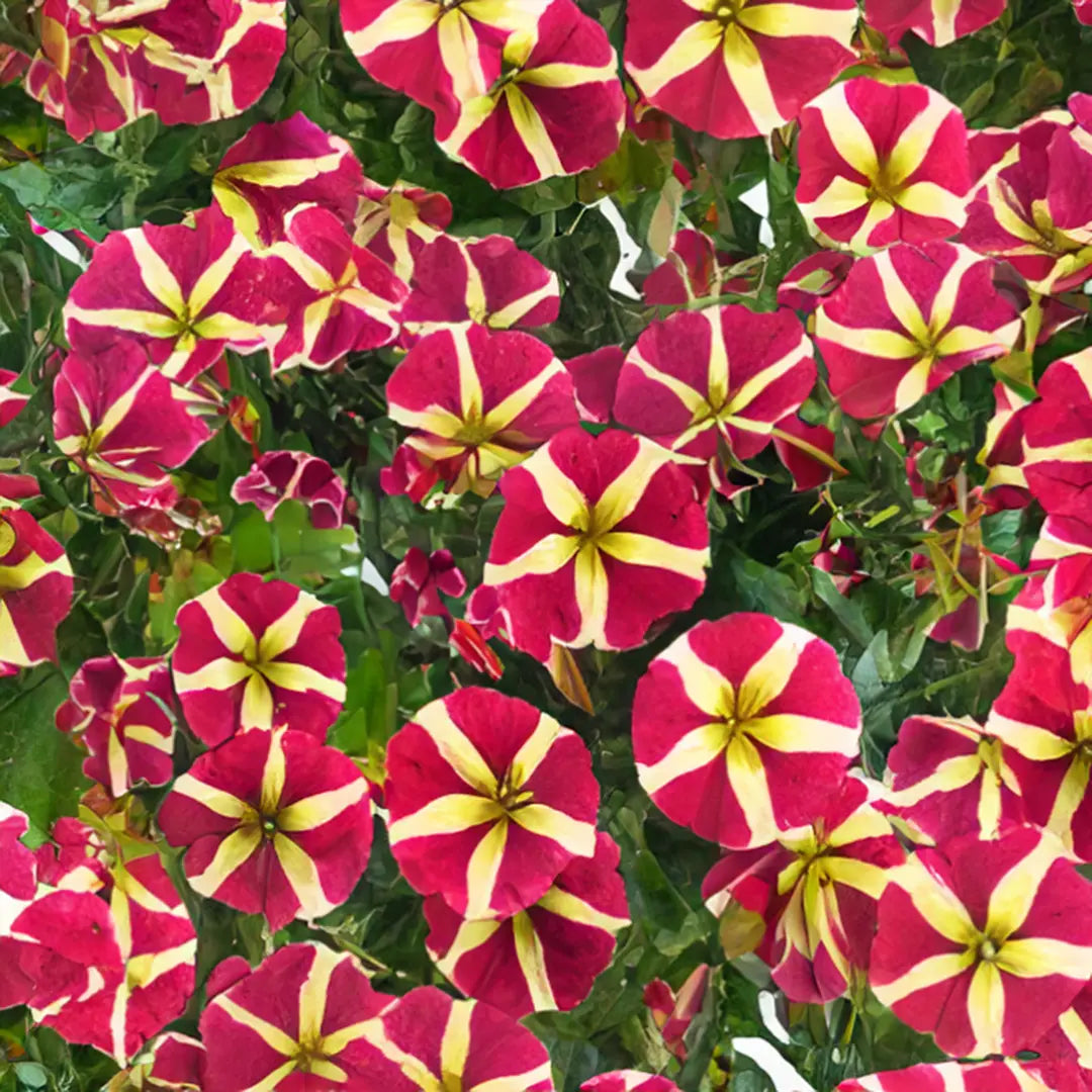 Transform Your Garden With Red And Yellow Petunia Flower Seeds For Vibrant Planting Displays