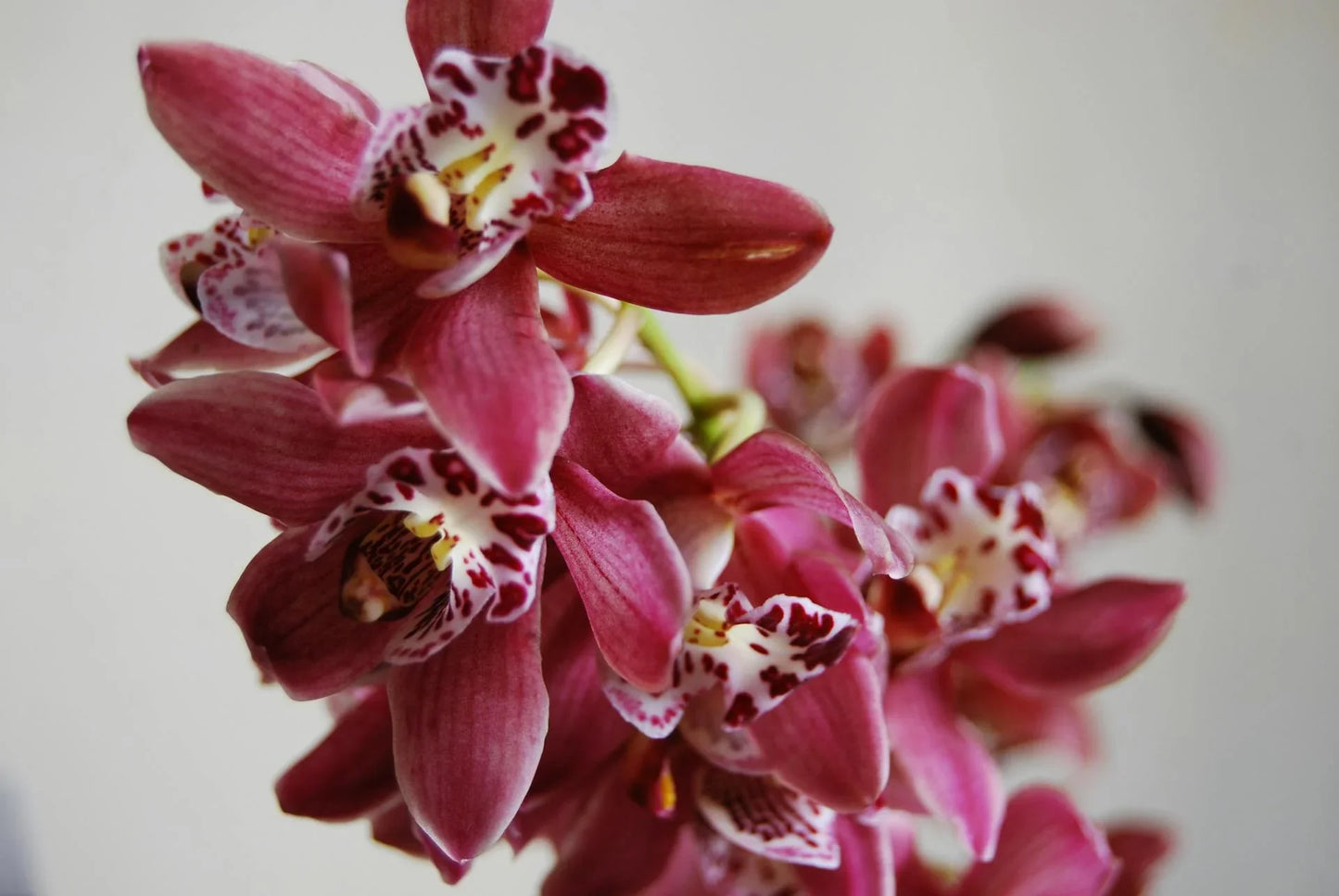 Dark Red Orchid Flower seeds for Planting - Fragrant Blossoms, Heirloom & GMO Free Seeds for Home Garden