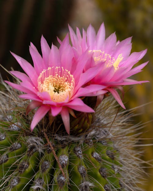 Heirloom Castus Flower seeds for Planting Shade Tolerant Heirloom & GMO Free Seeds for Home Garden