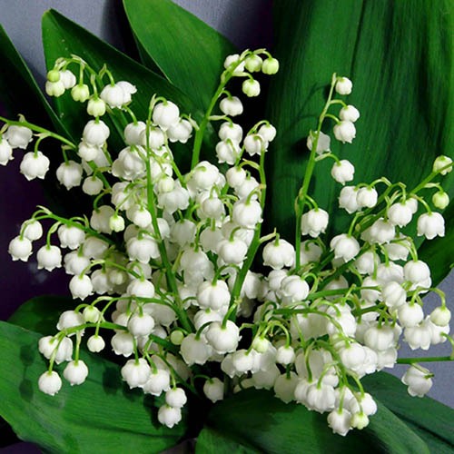 Bell Orchid Flower seeds for Planting Easy to Grow Heirloom & GMO Free Seeds for Home Garden