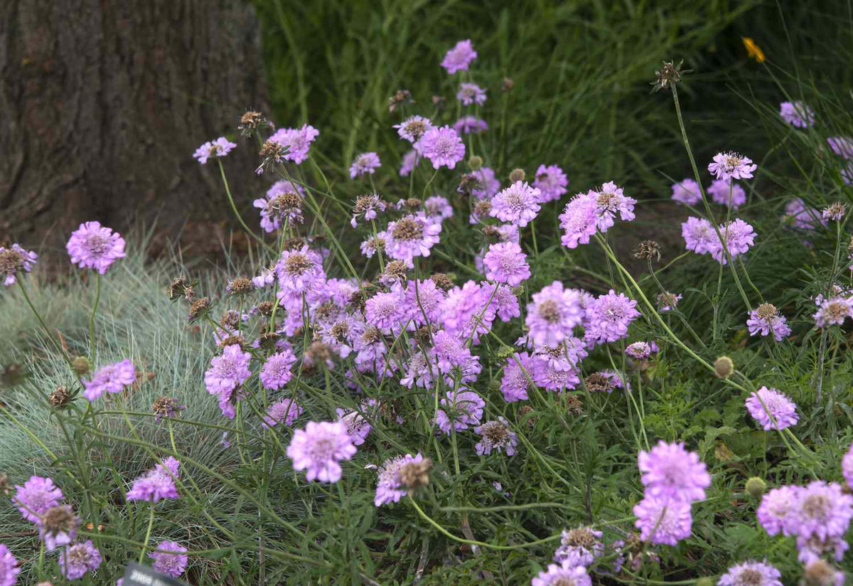 Pincushion Flower seeds for Planting Perfect for Borders Heirloom & GMO Free Seeds for Home Garden