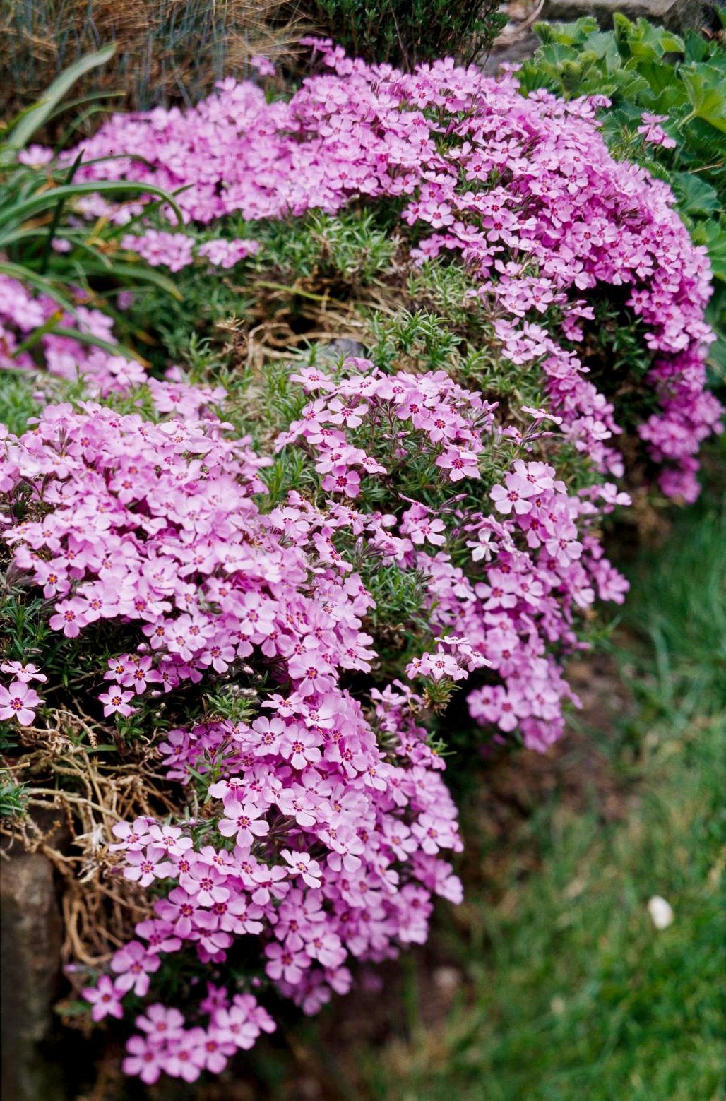 Soft Pink Rock Cress Flower seeds for Planting - Colorful Display, Heirloom & GMO Free Seeds for Home Garden