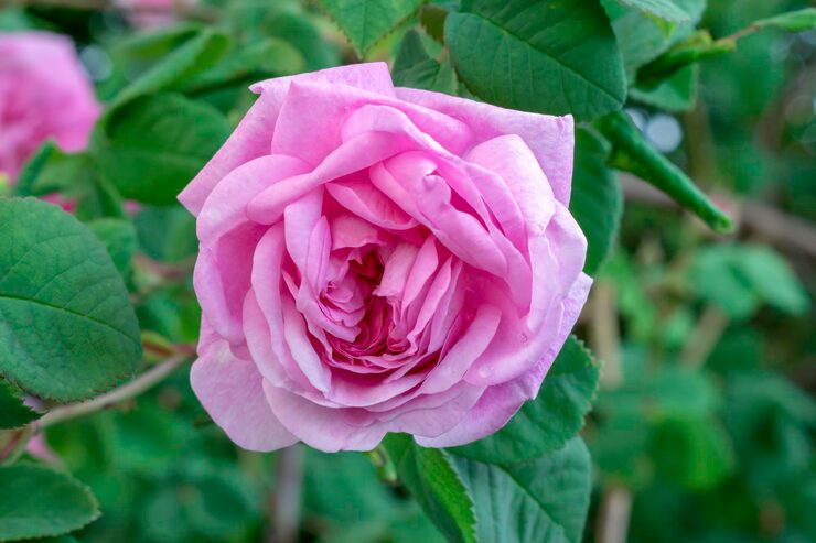 Damask Rose Bush Flower seeds for Planting, Cut Flower Favorite Heirloom & GMO Free Seeds for Home Garden