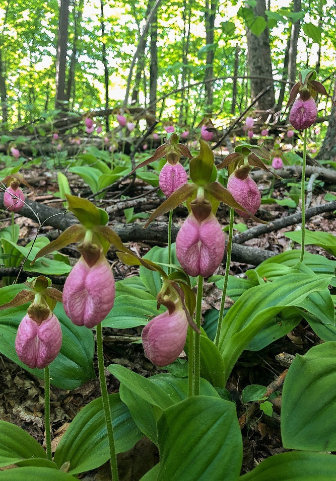 Lady's Slipper Flower seeds for Planting - Compact Growth, Heirloom & GMO Free Seeds for Home Garden