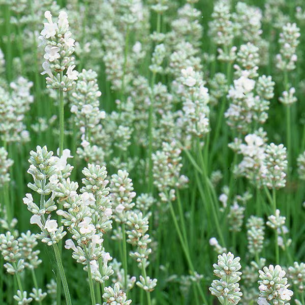 White Ellagance Snow Flower seeds for Planting - Fragrant Blossoms, Heirloom & GMO Free Seeds for Home Garden