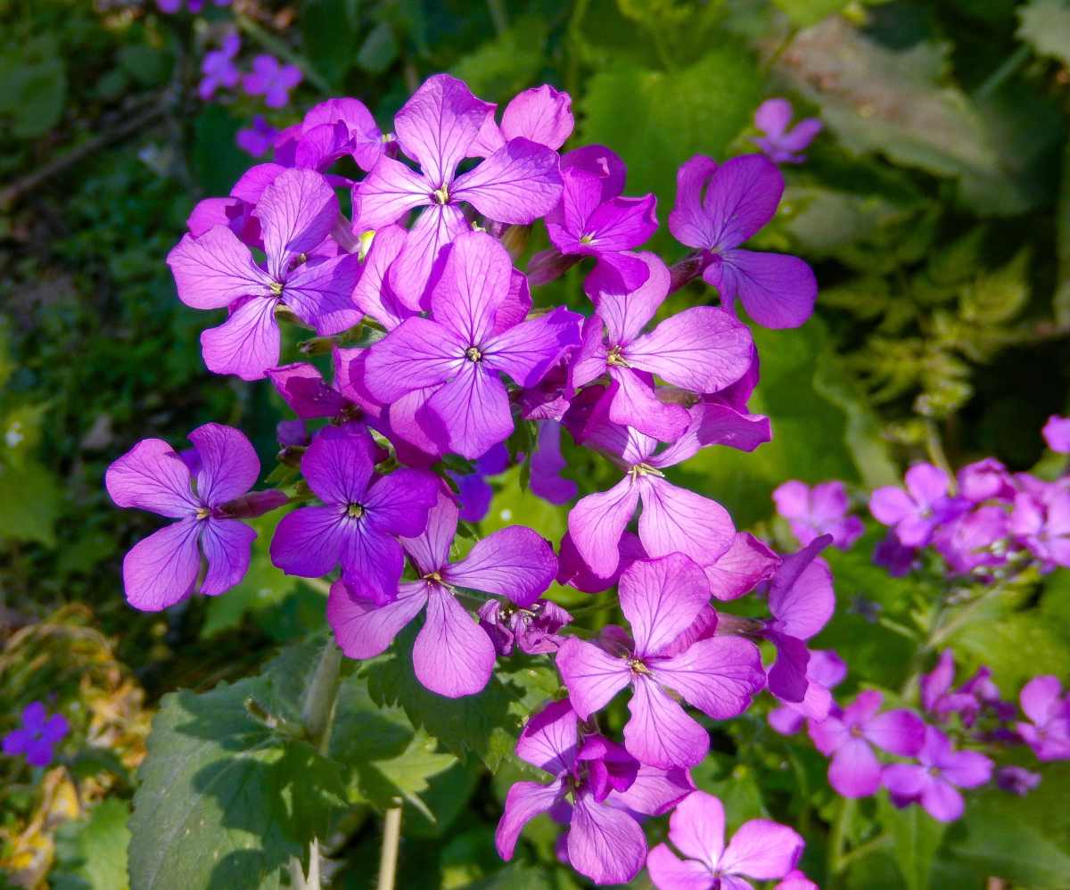 Honesty Flower seeds for Planting Cottage Garden Essential Heirloom & GMO Free Seeds for Home Garden