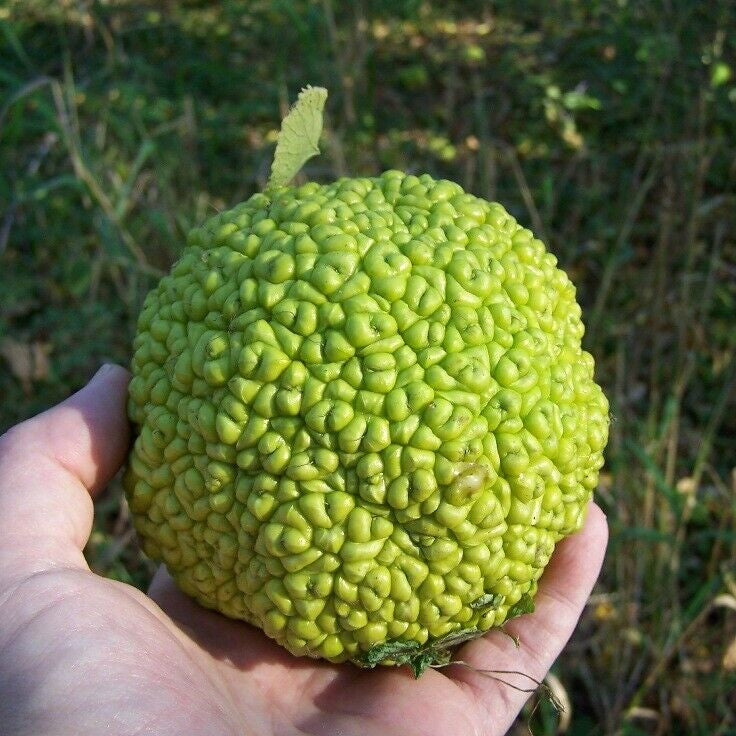 Step-by-step Osage Orange tree planting guide