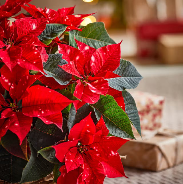 Poinsettia Flower seeds for Planting Easy to Grow Heirloom & GMO Free Seeds for Home Garden