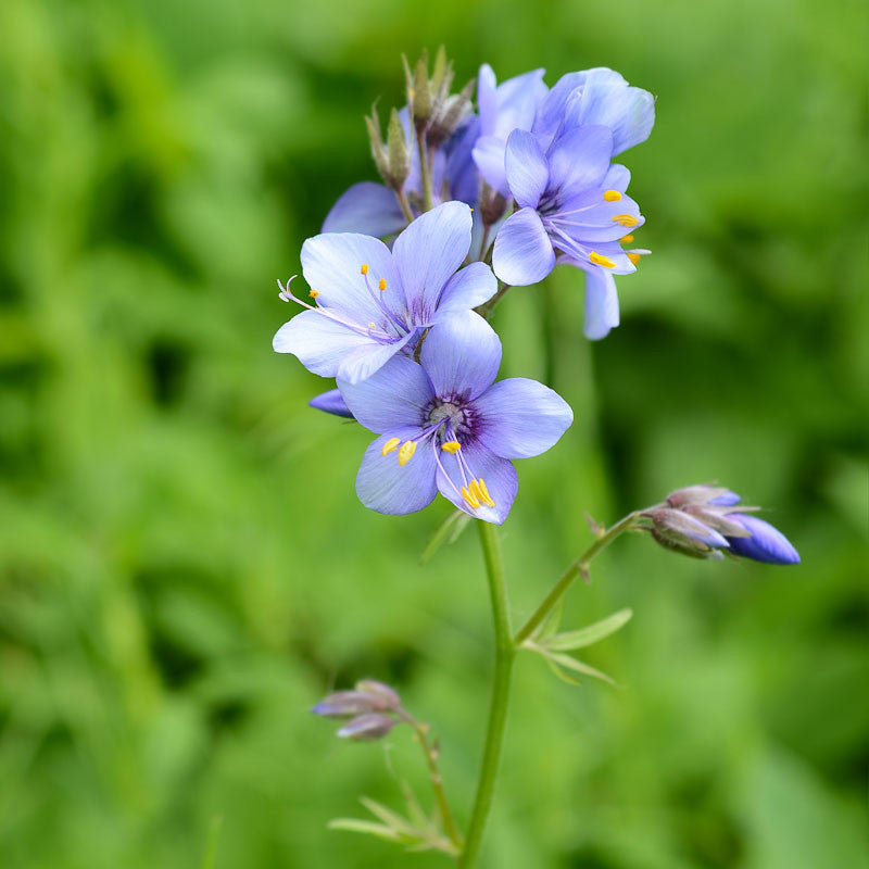 Jacob's Ladder Flower seeds for Planting Perfect for Borders Heirloom & GMO Free Seeds for Home Garden